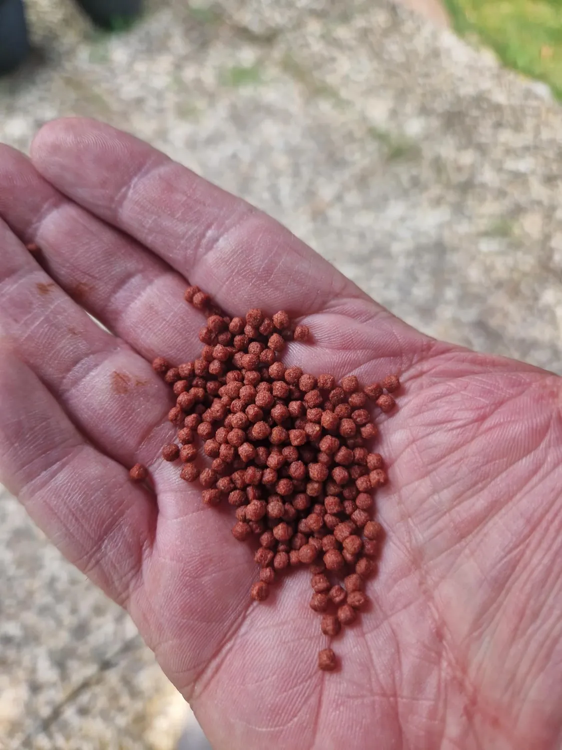 AQUARIS Goldfischfutter Pellets 3 mm 500 g Astaxanthin