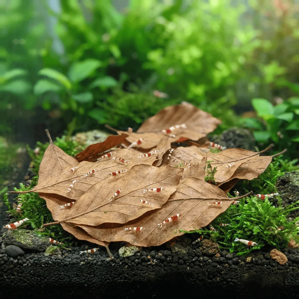 NatureHolic Baby Leaves Garnelenlaub steril 100 g
