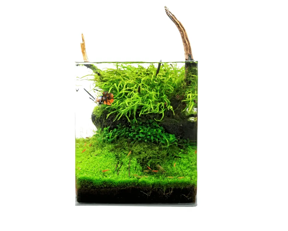 NatureHolic Classic Cube Aquarium 20 L mit Abdeckscheibe
