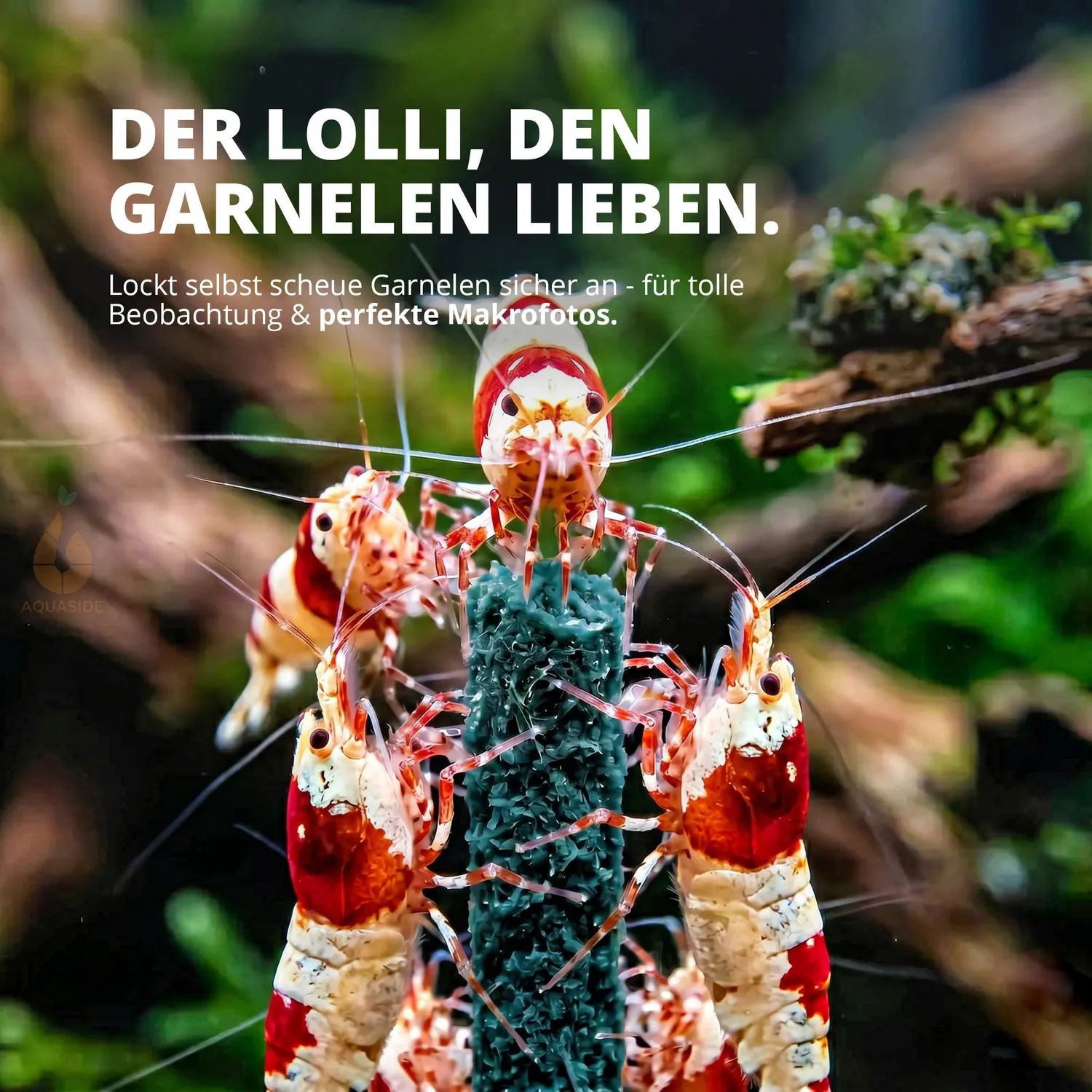 NatureHolic Shrimp Lollies Blue Spirulina Garnelenfutter 5 Lollis