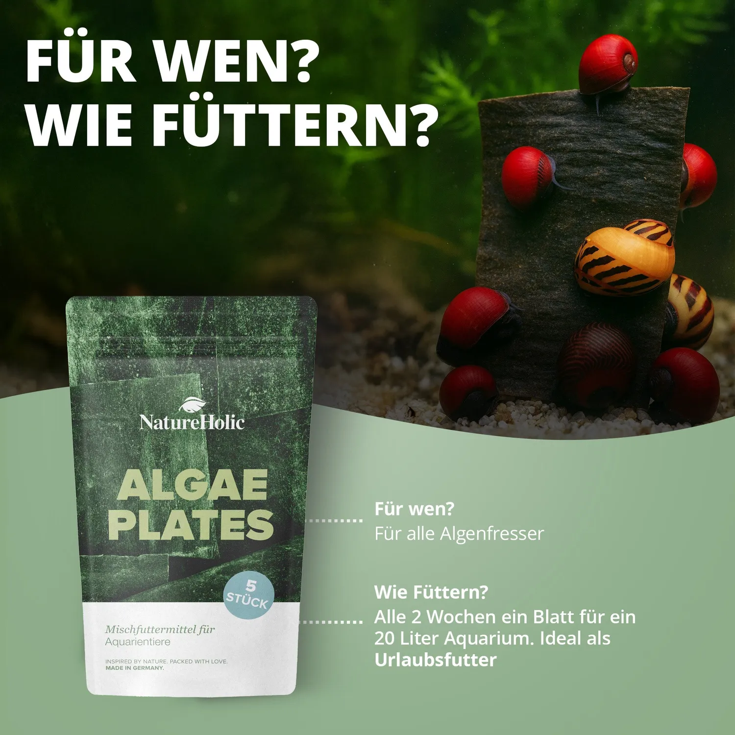NatureHolic AlgaePlate Algenplatten Aufwuchsfutter 5 Stk