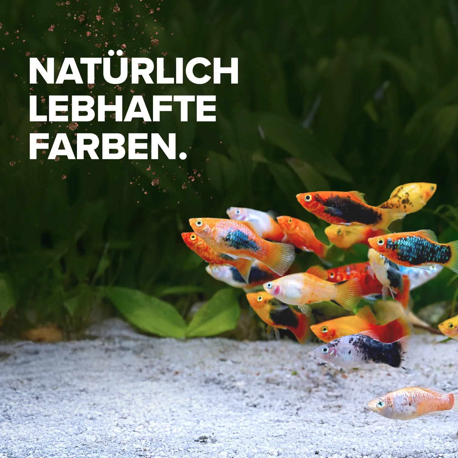 NatureHolic Color Feed Zierfischfutter Granulat 30g Farb-Booster