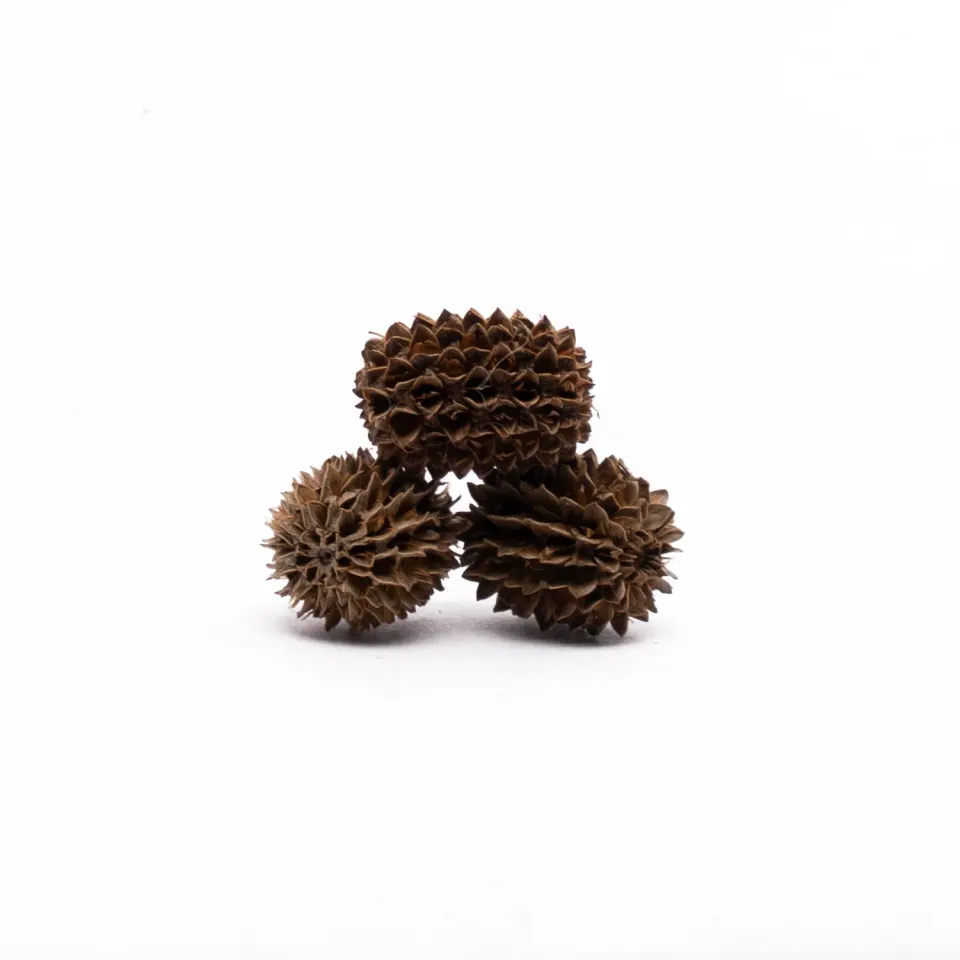 NatureHolic Casuarina Cones Zapfen 30g mit Tanninen