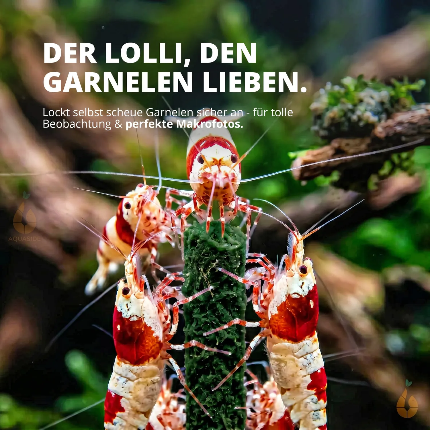 NatureHolic Garnelen Lollies Spirulinapower Futter 5 Lollis proteinreich