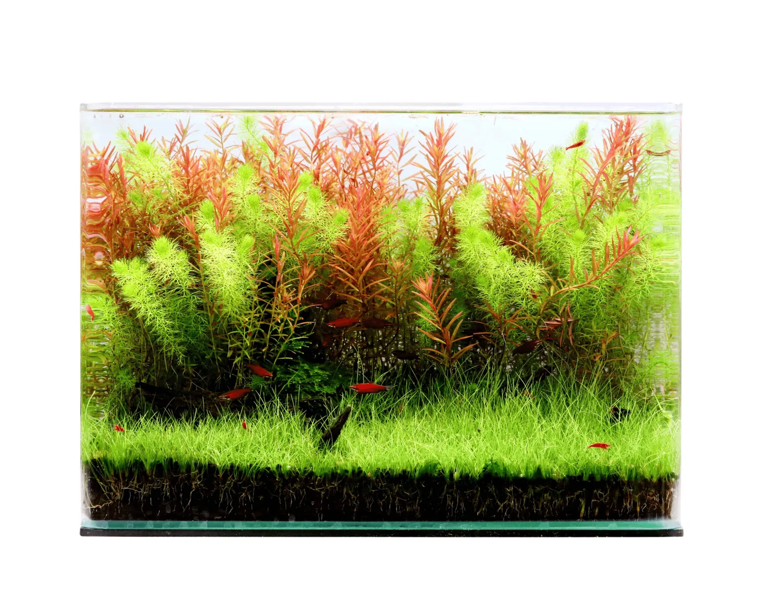 NatureHolic Curved Garden Tank Big Aquarium 38 L 45x28x30 cm