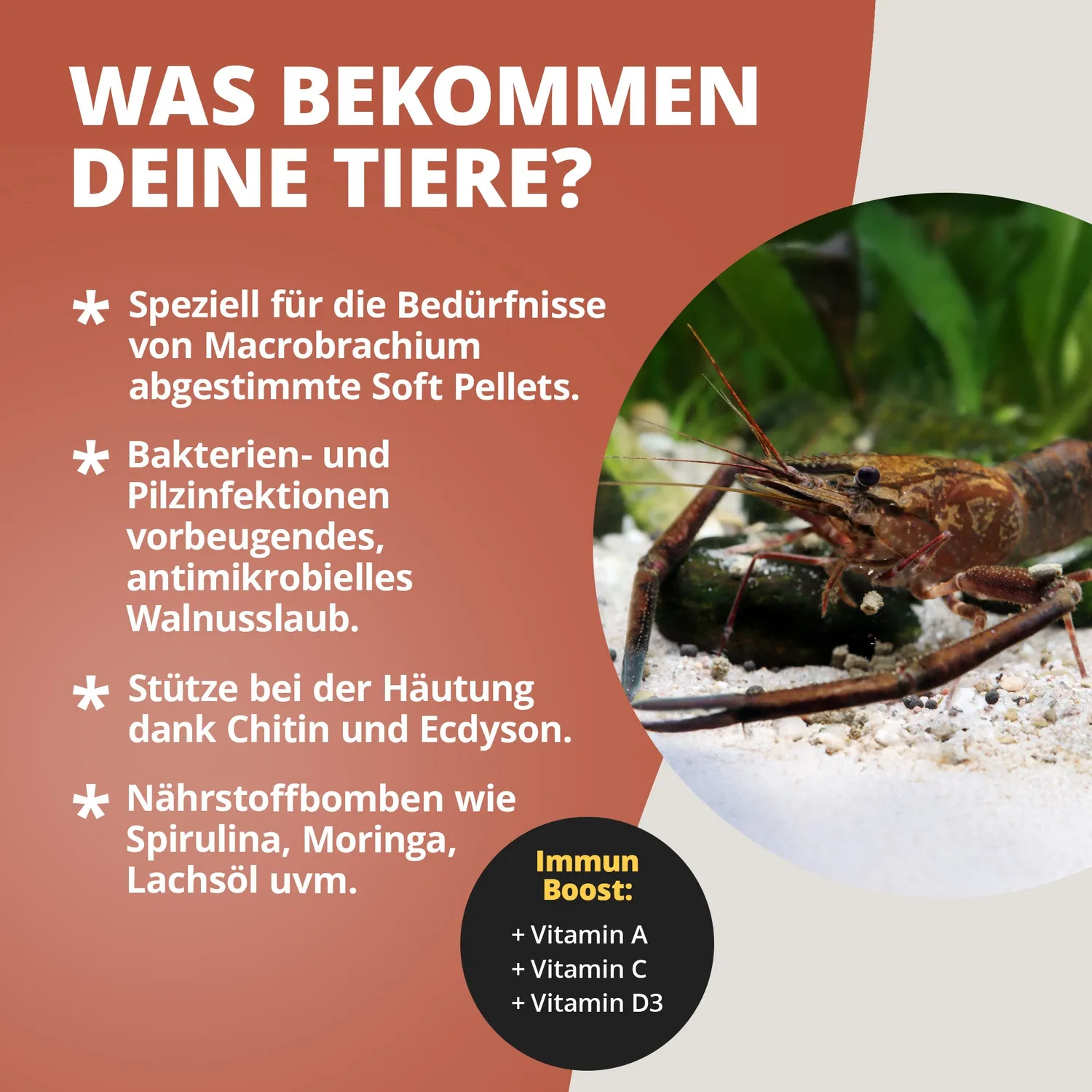 NatureHolic Macrofeed Großarmgarnelenfutter 30g