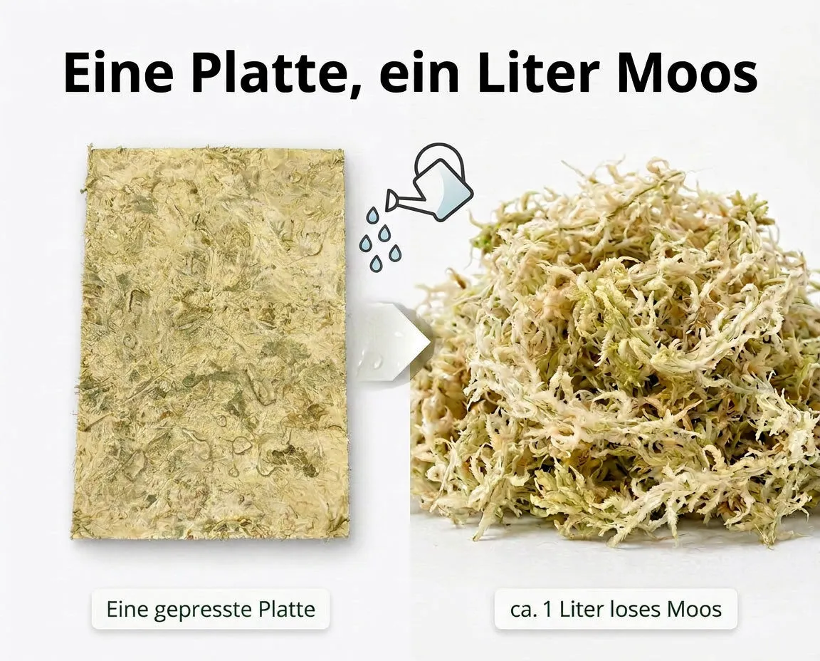 NatureHolic AsselMoss Terrarium Moos Sphagnum Platte ergibt 1L lose