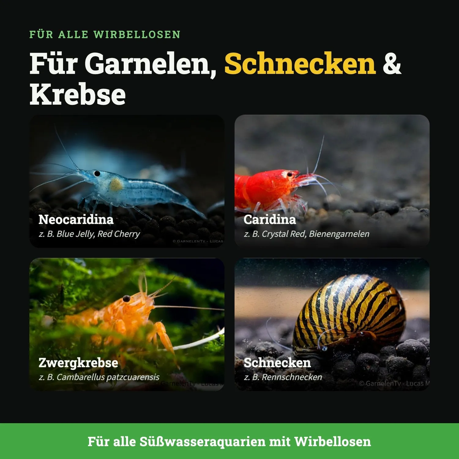 GarnelenTv Spinat Sticks Garnelenfutter 50 g 100% Spinat