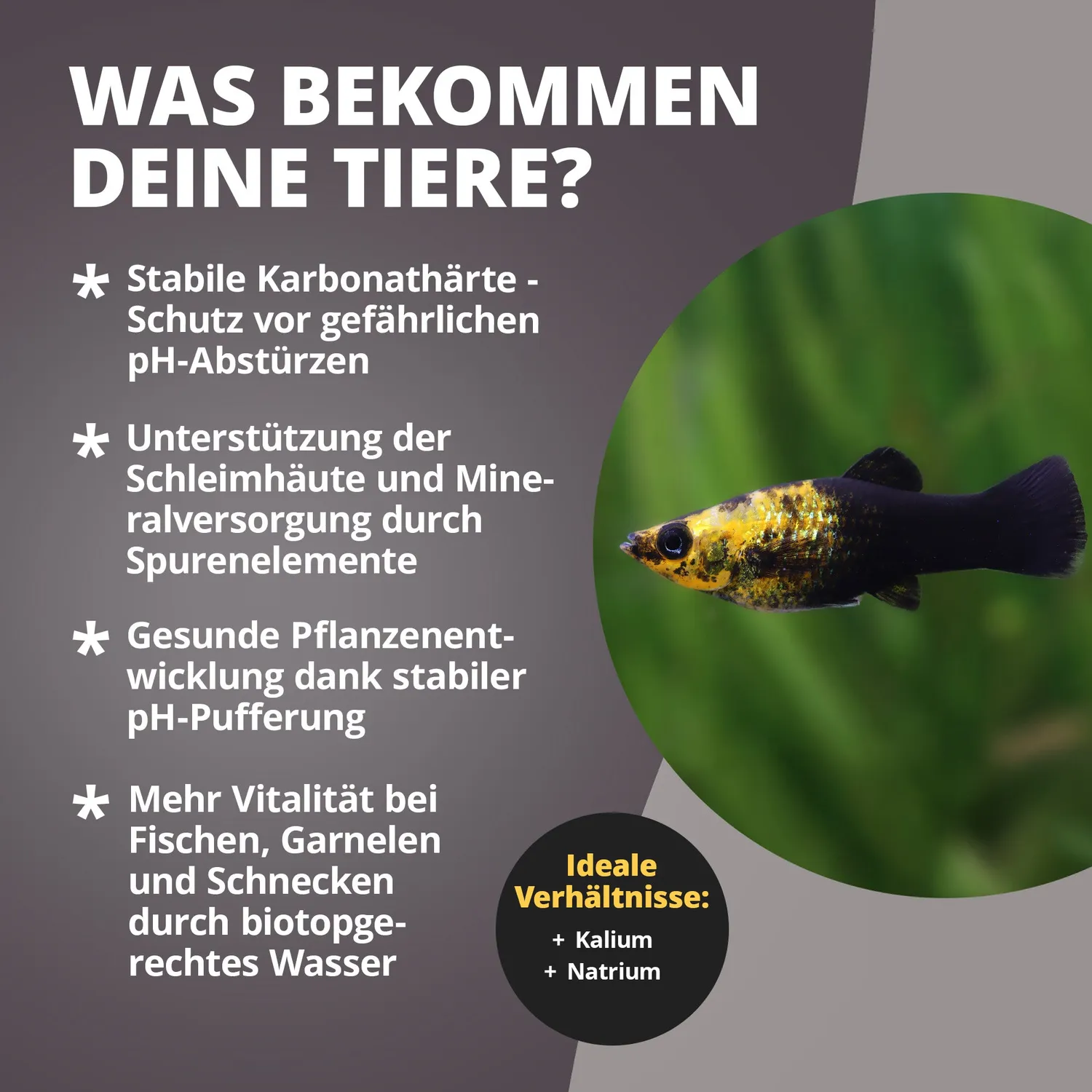 NatureHolic KH Salt Aufhärtesalz 500 g chloridreduziert
