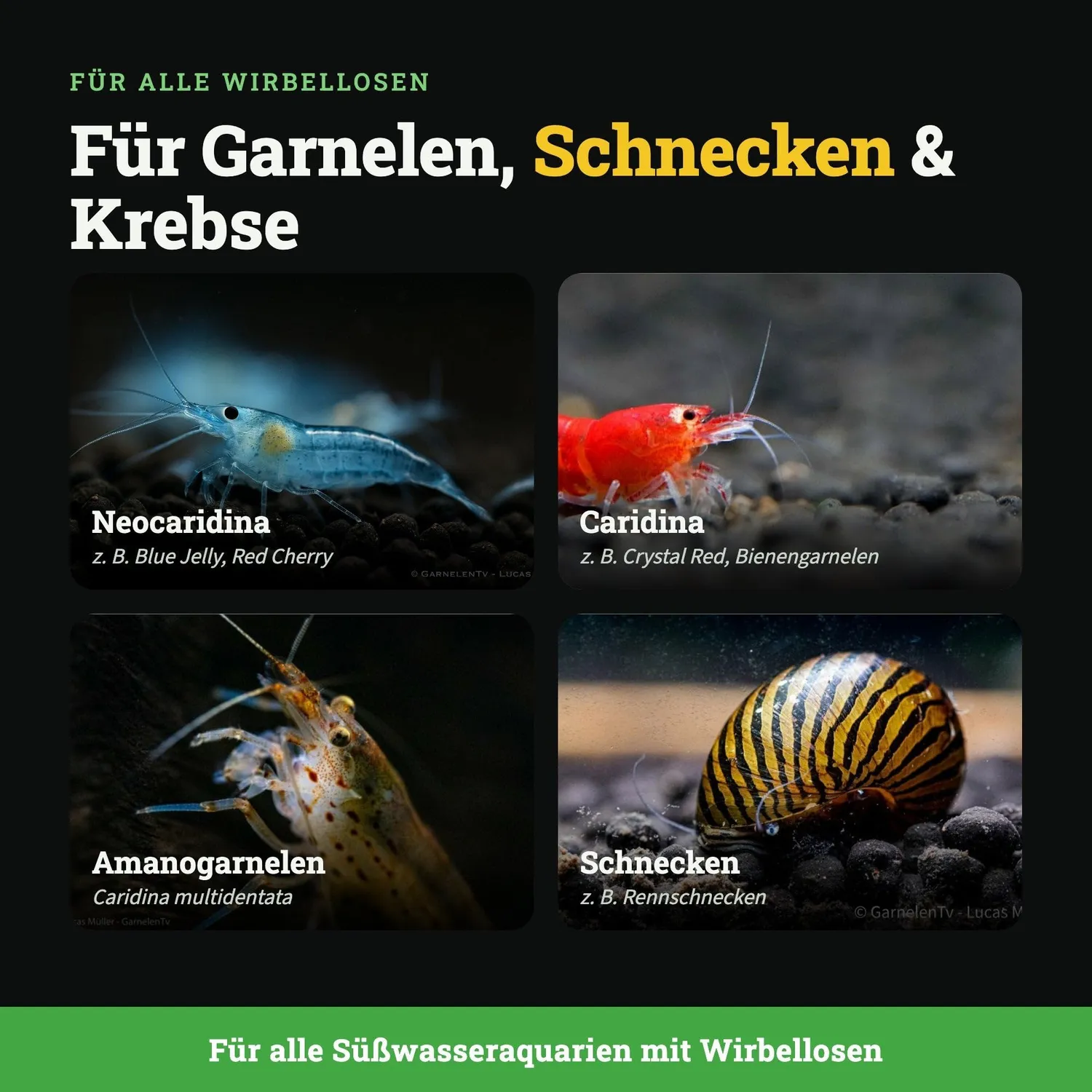 GarnelenTv Shrimp Humin Wasseraufbereiter 250 ml färbt kaum