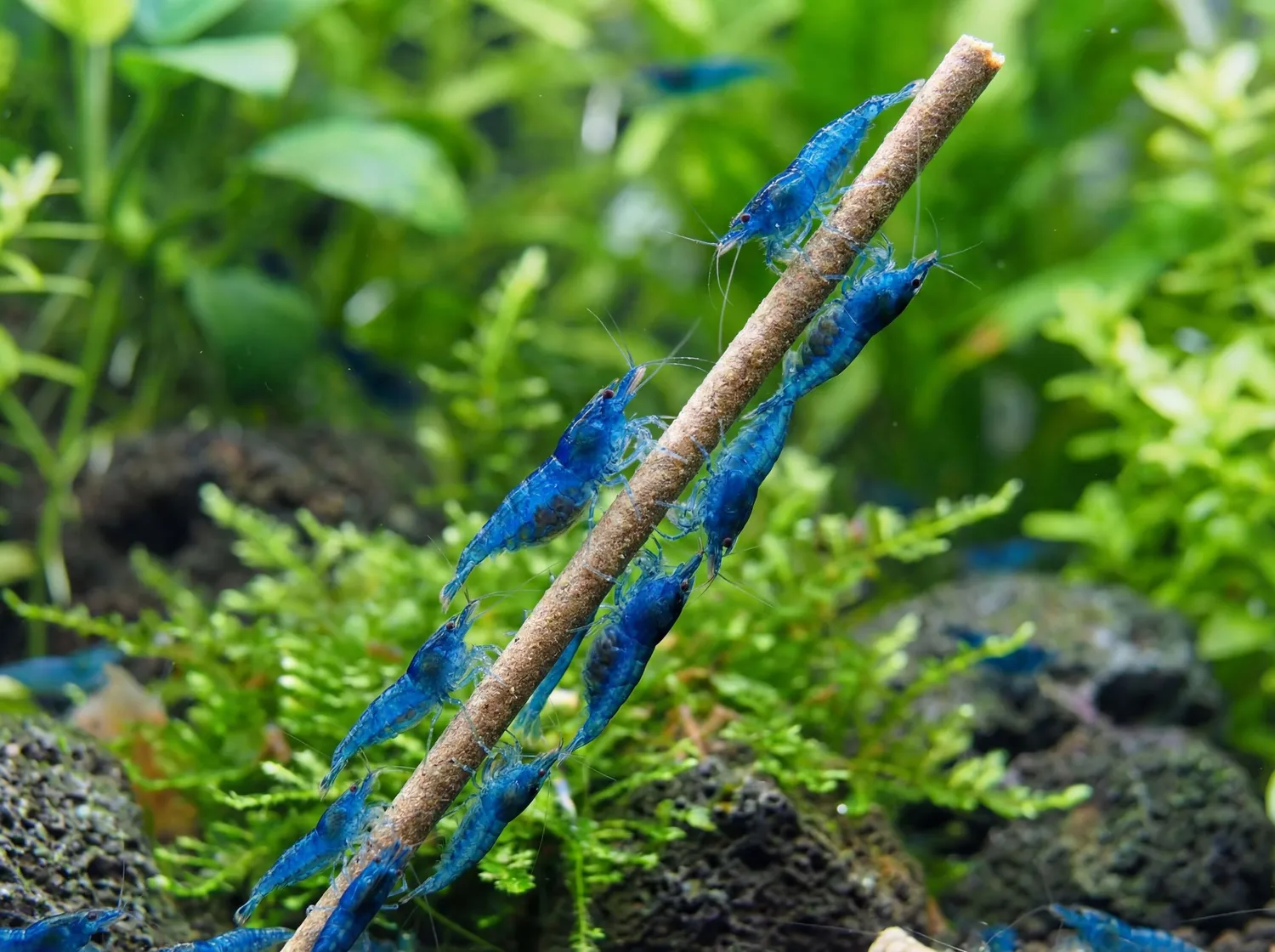 NatureHolic Shrimp Sticks Insect Power Garnelen-Lolli 1 Stück