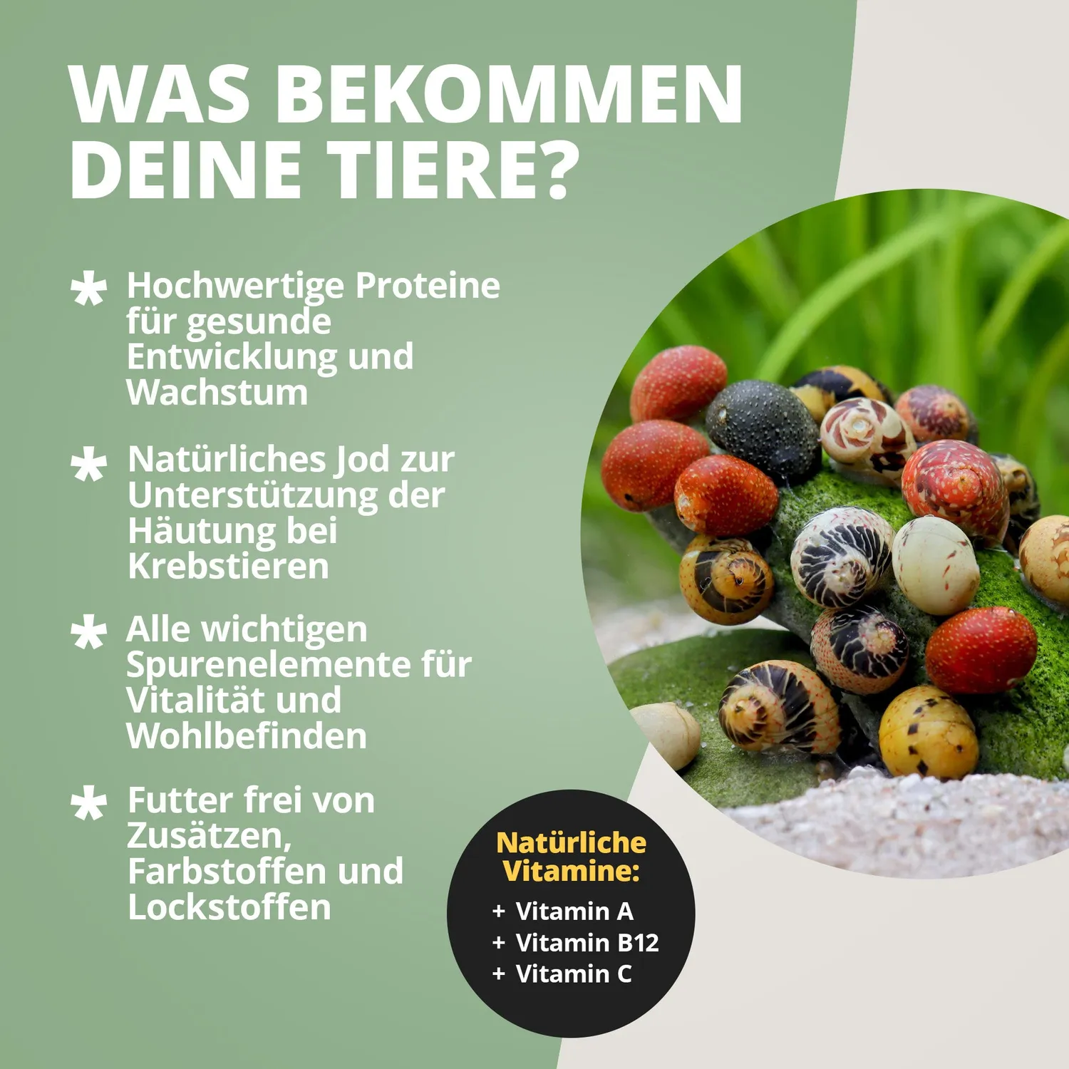 NatureHolic AlgaePlate Algenplatten Aufwuchsfutter 5 Stk