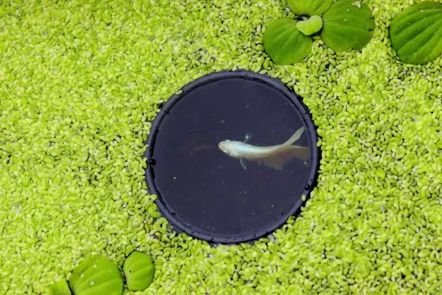 NatureHolic Portal Ring Schwimmring S 84 mm Aquarium