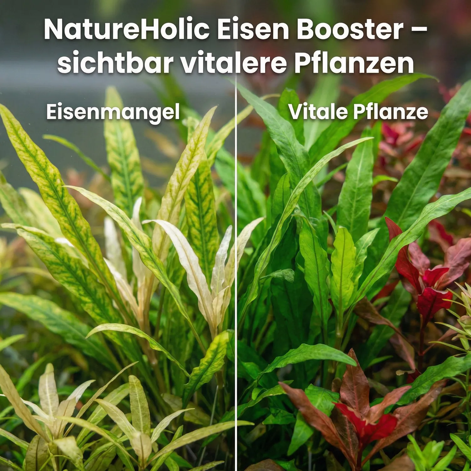 NatureHolic Eisenboost Eisendünger Aquarium flüssig Eisen