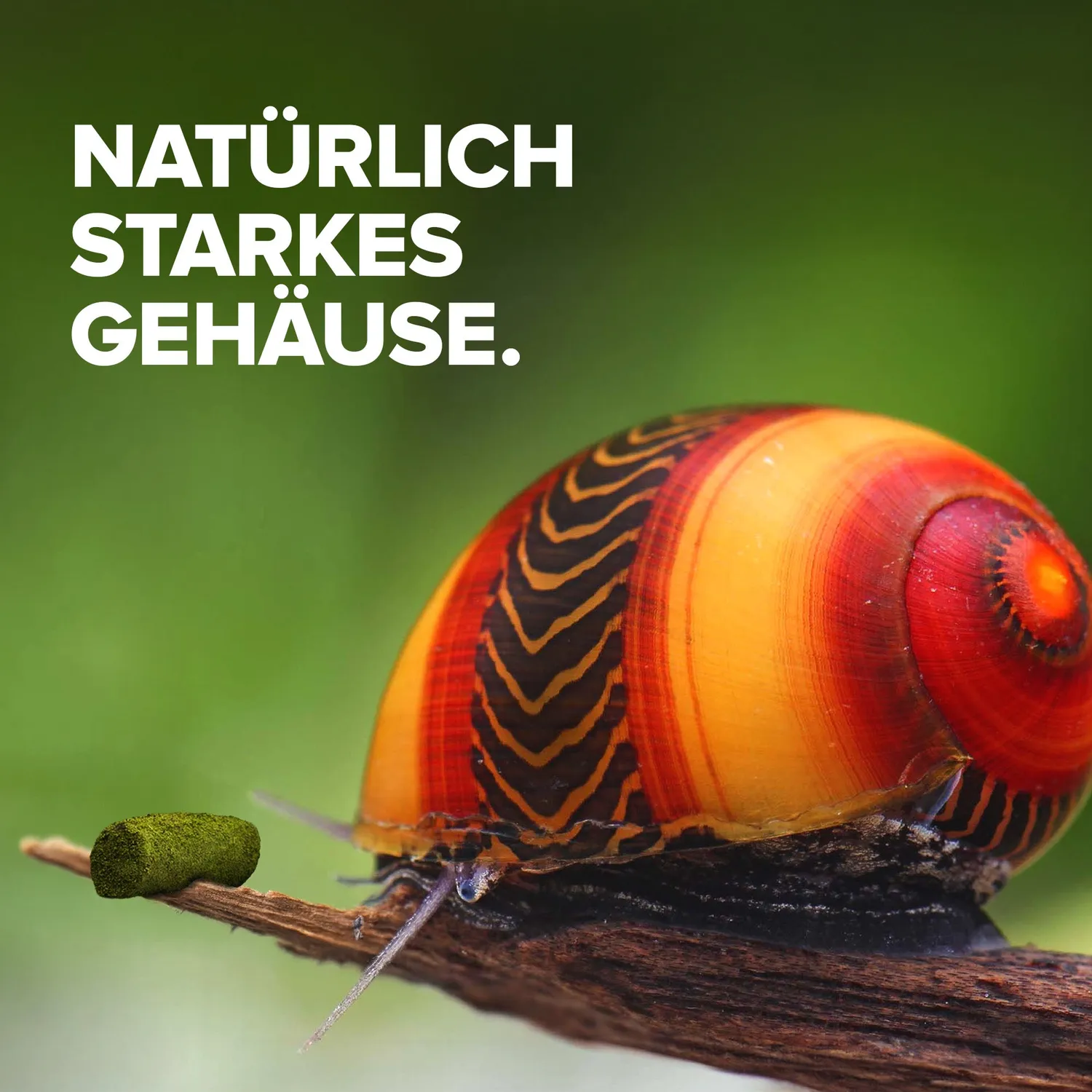 NatureHolic Snailfeed Schneckenfeed Sticks Schneckenfutter 30g Aufwuchs