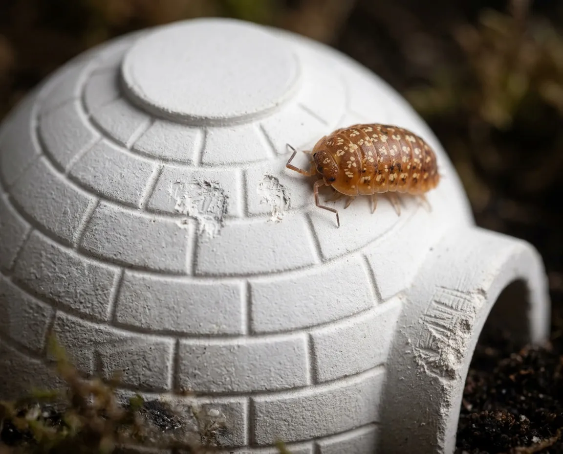 NatureHolic Assel Shelter Versteck Mineralquelle Isopod Terrarium