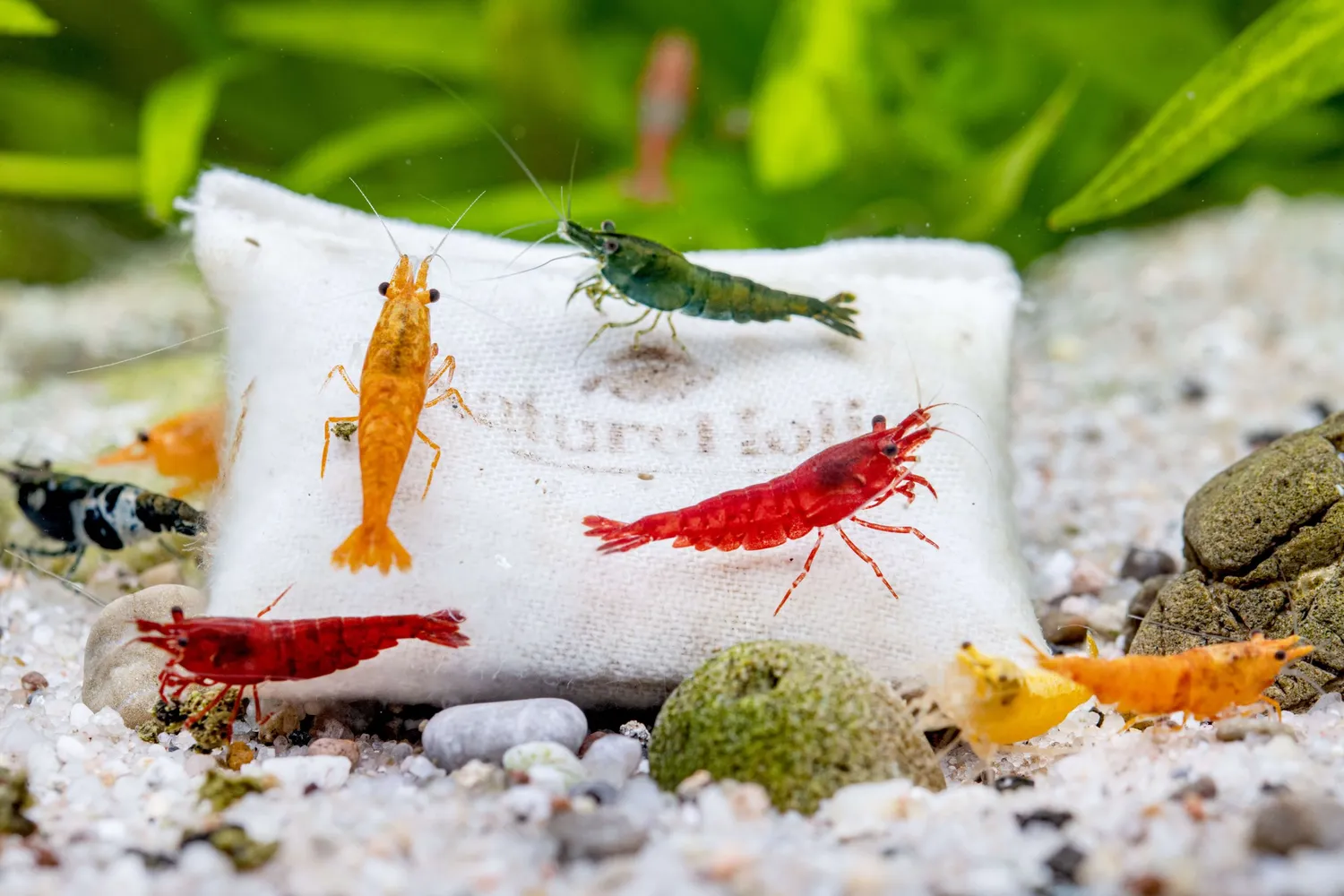 NatureHolic MicroFarm Shrimp Aufzuchtfutter Weide Langzeit