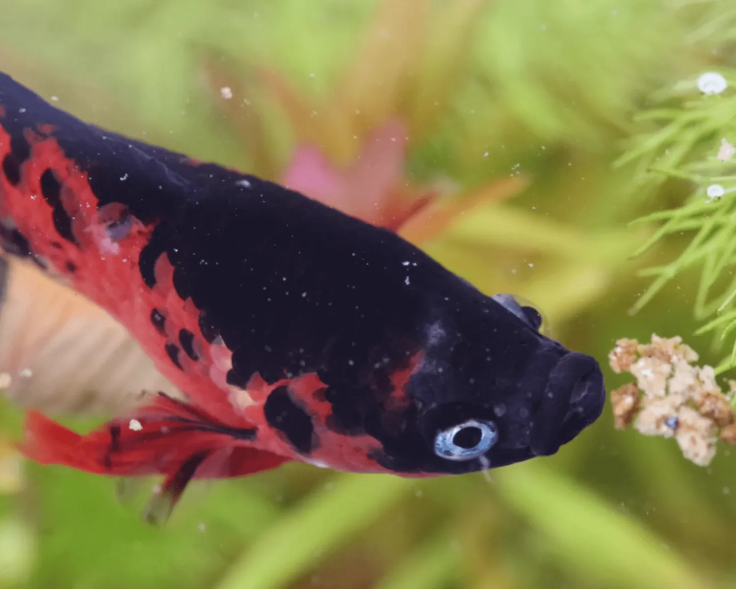 NatureHolic Betta Booster Kampffischfutter 12g Granulat