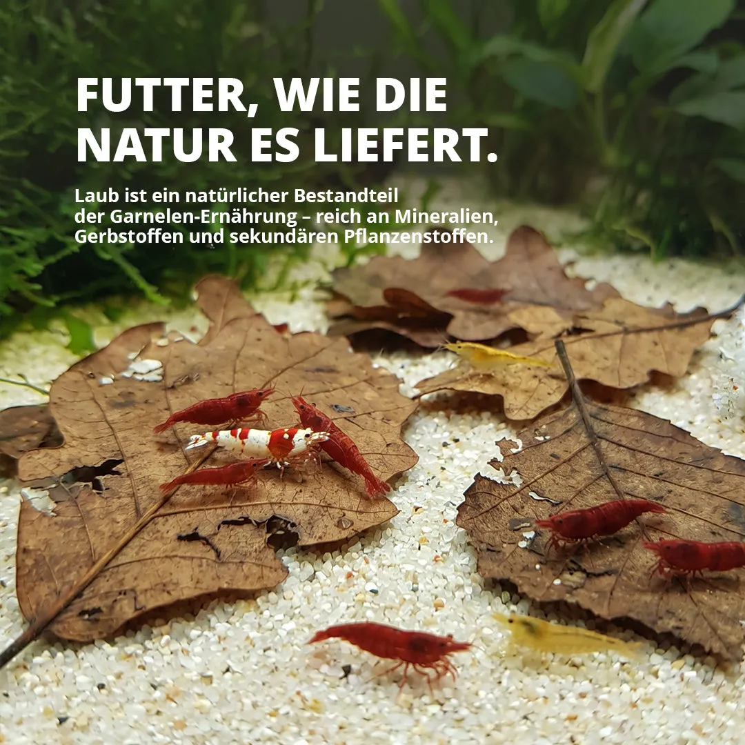 NatureHolic Instant Laub Aquarium-Laub 100g sterilisiert