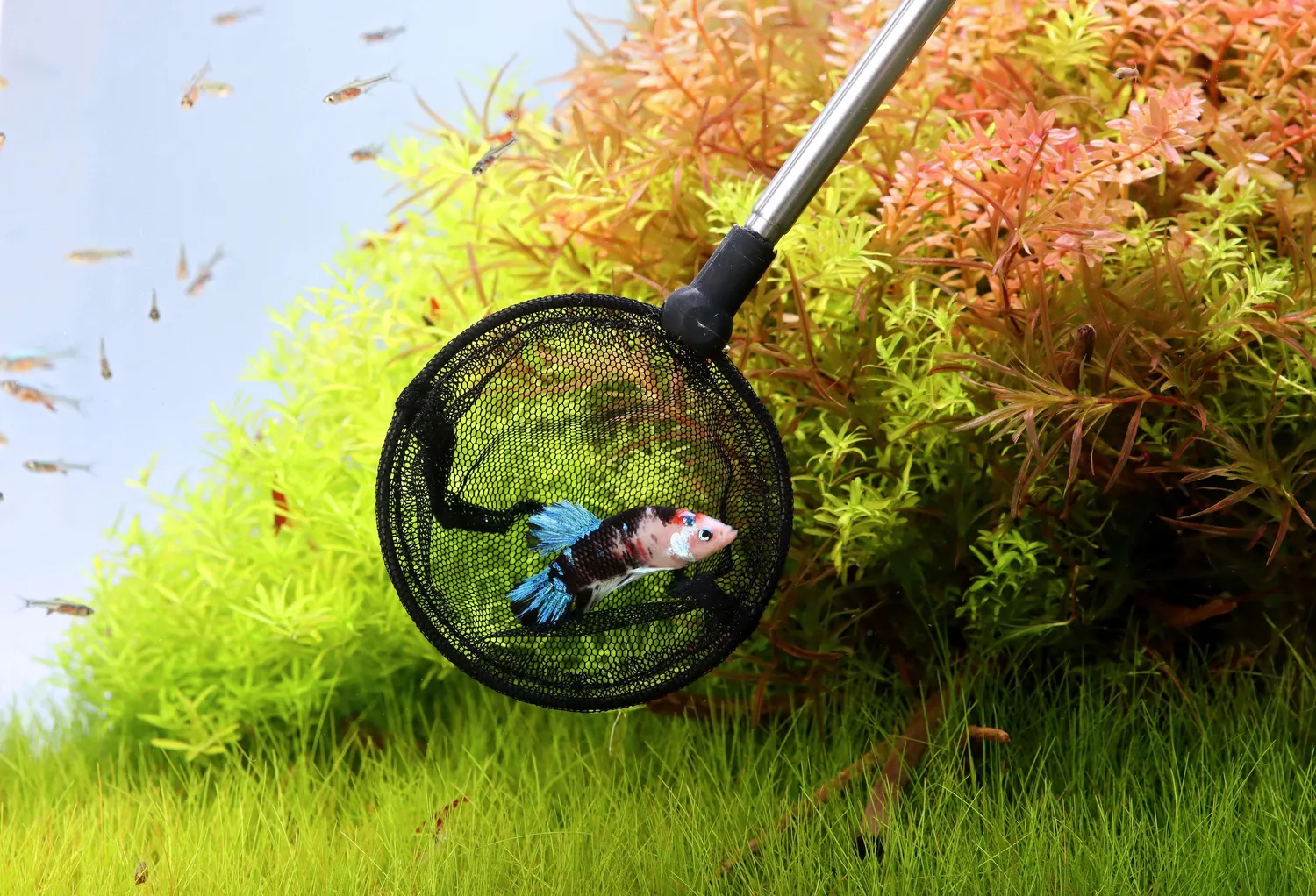 NatureHolic Kescher Teleskop schwarz dreieckig 7x8 cm Aquarium