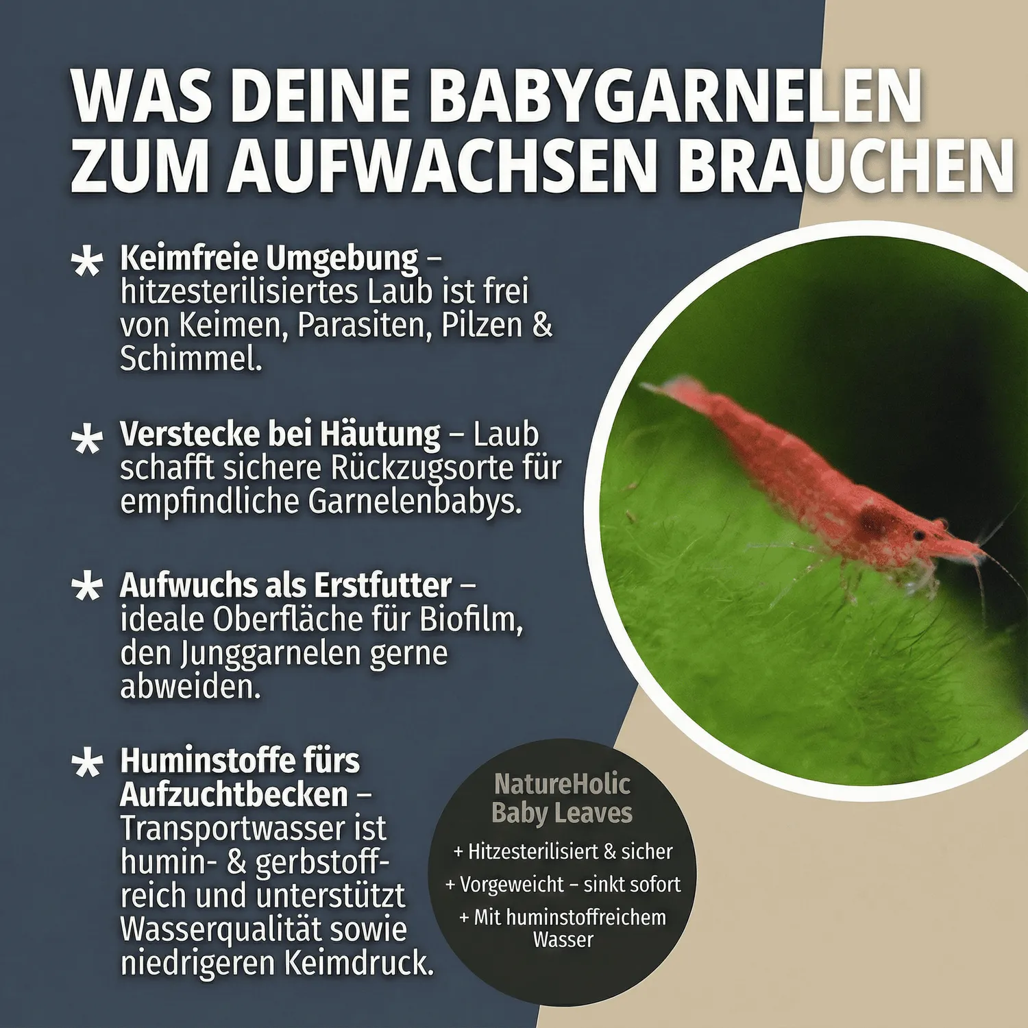 NatureHolic Baby Leaves Garnelenlaub steril 100 g