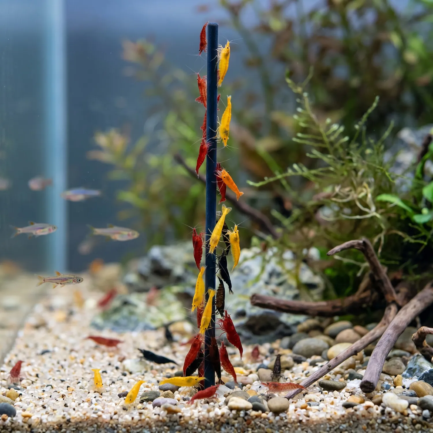 NatureHolic Shrimp Lollies Blue Spirulina Garnelenfutter 5 Lollis