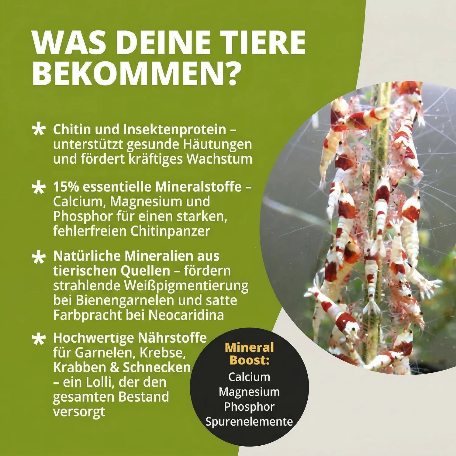 NatureHolic Garnelen Lollies MineralBoost Garnelenfutter 5 Stück
