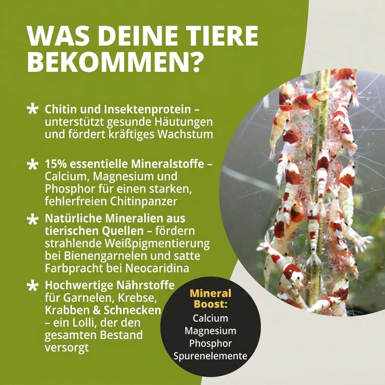 NatureHolic MineralBoost Garnelenlutscher 1 Stück Mineralfutter