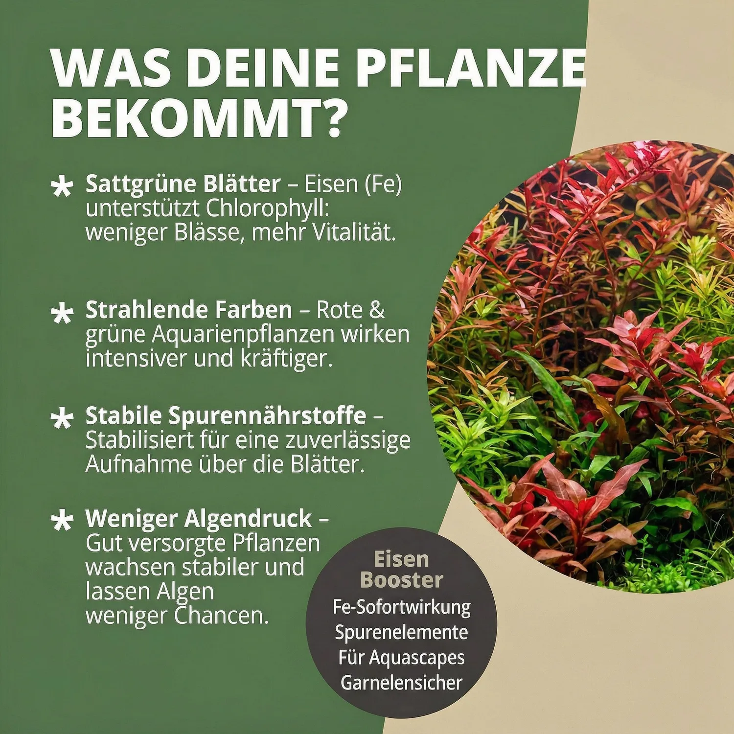 NatureHolic Eisenboost Eisendünger Aquarium flüssig Eisen