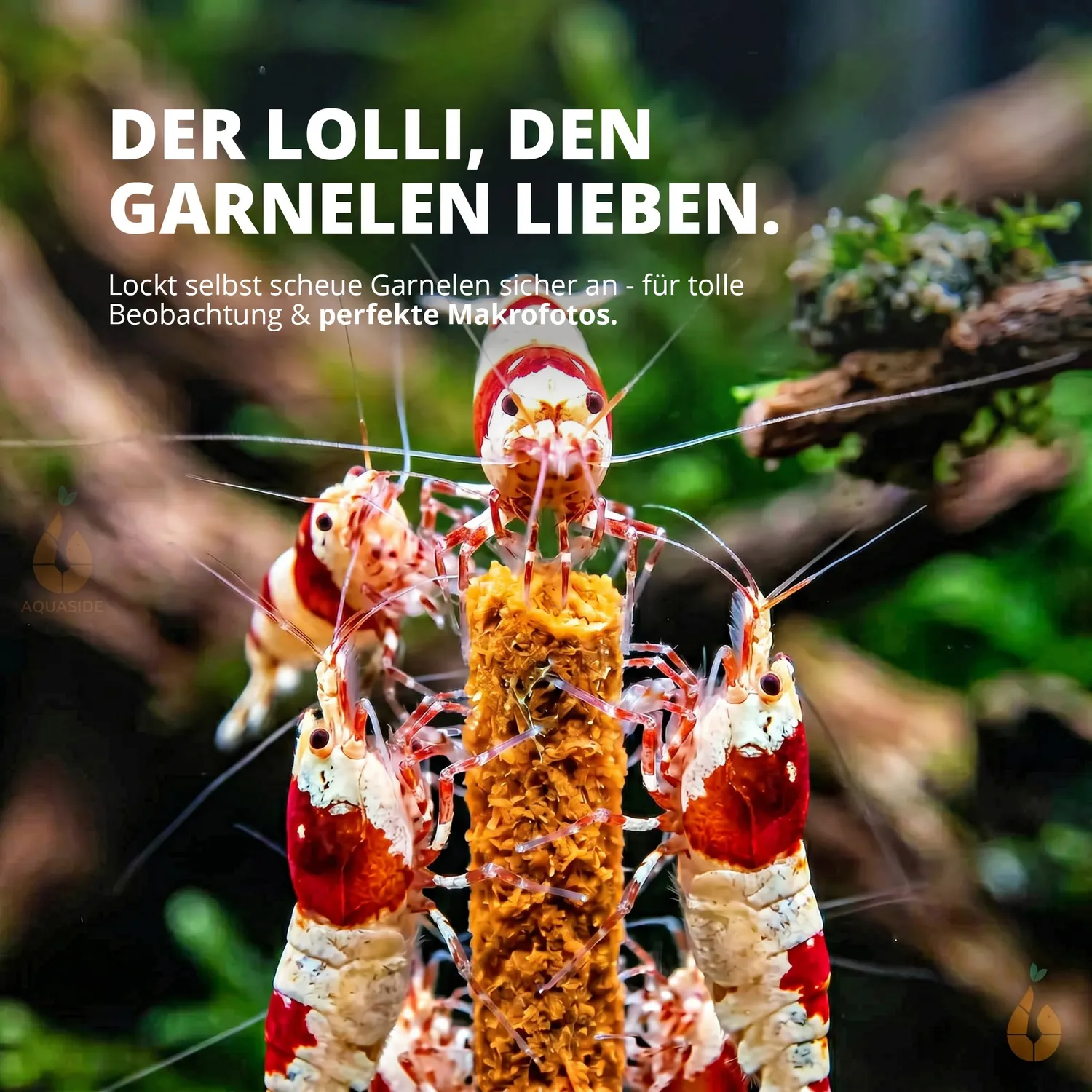 NatureHolic Garnelen Lollies Flower Power 5 Stk Blütenpollen