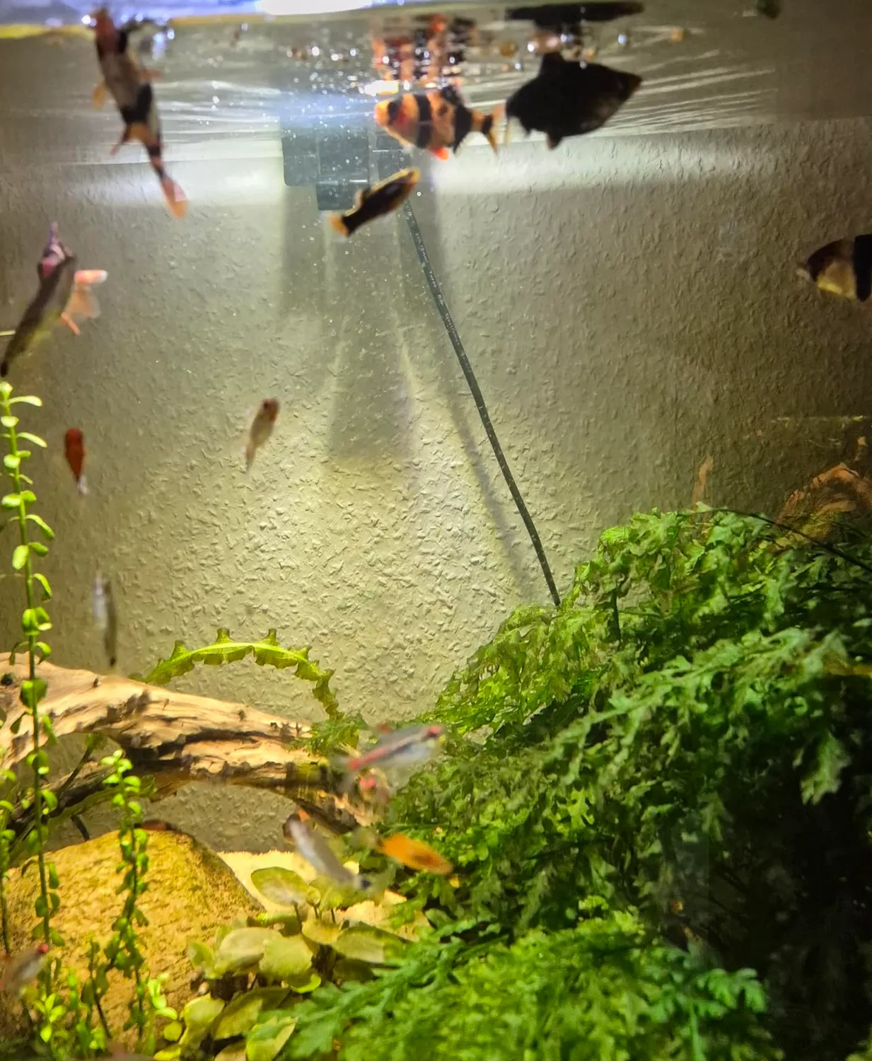 Aquaris Gammarus Fischfutter 100 g getrocknete Bachflohkrebse