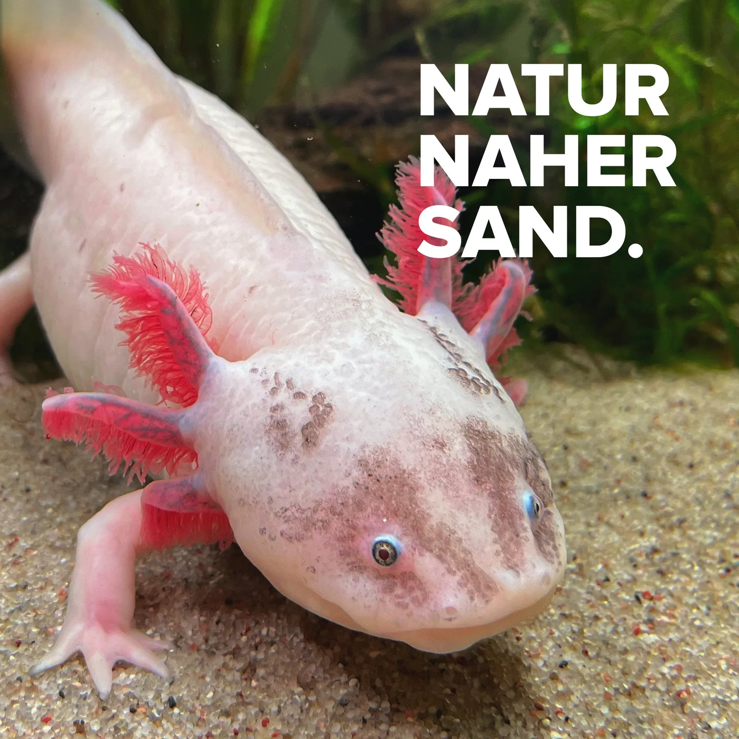 NatureHolic Axolotl Sand Natursand 10 kg 0,4-0,8 mm abgerundet