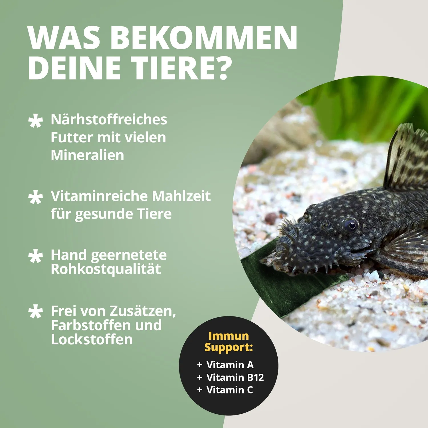 NatureHolic CatfishPlates Algentafeln 5 Stk Ballaststoffe