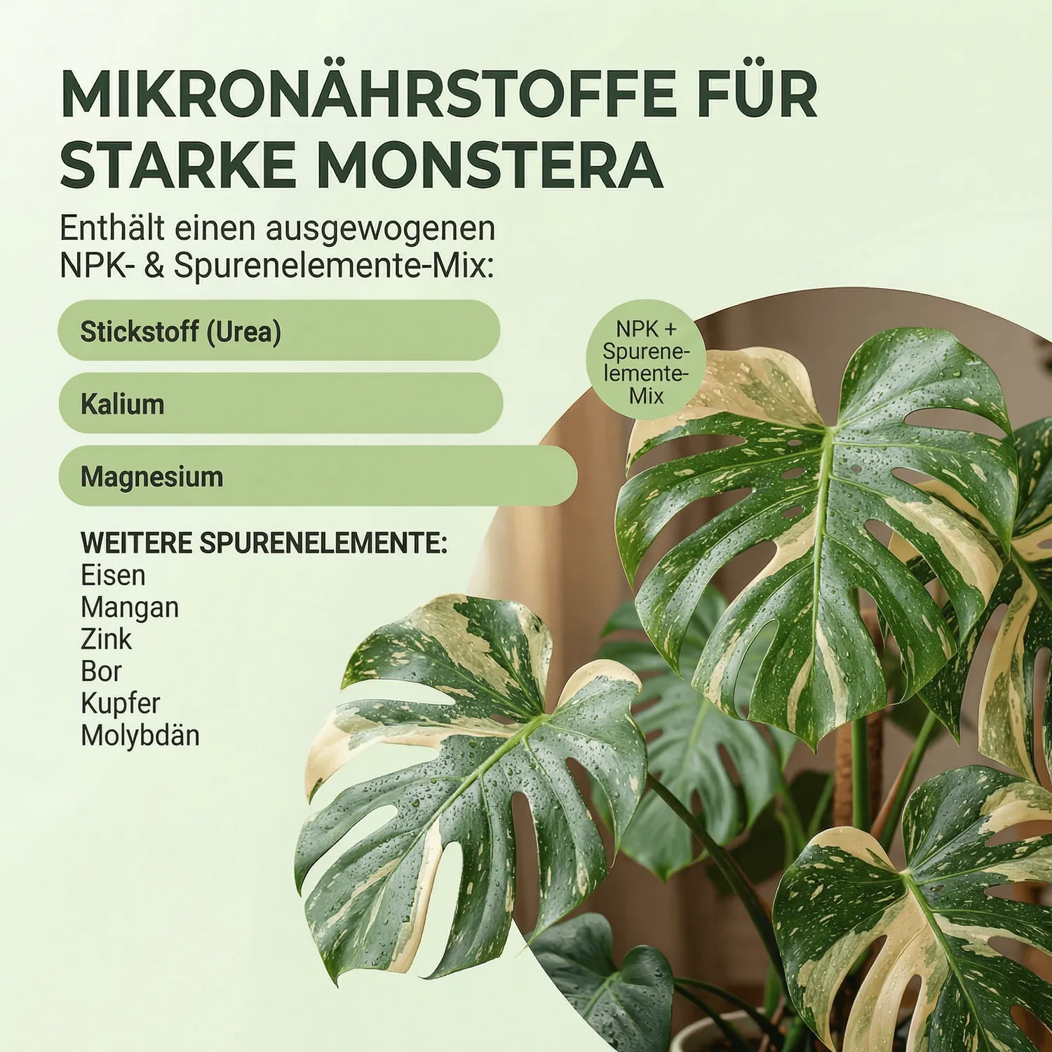 NatureHolic Monstera Spray Blattspray Dünger NPK Fensterblatt