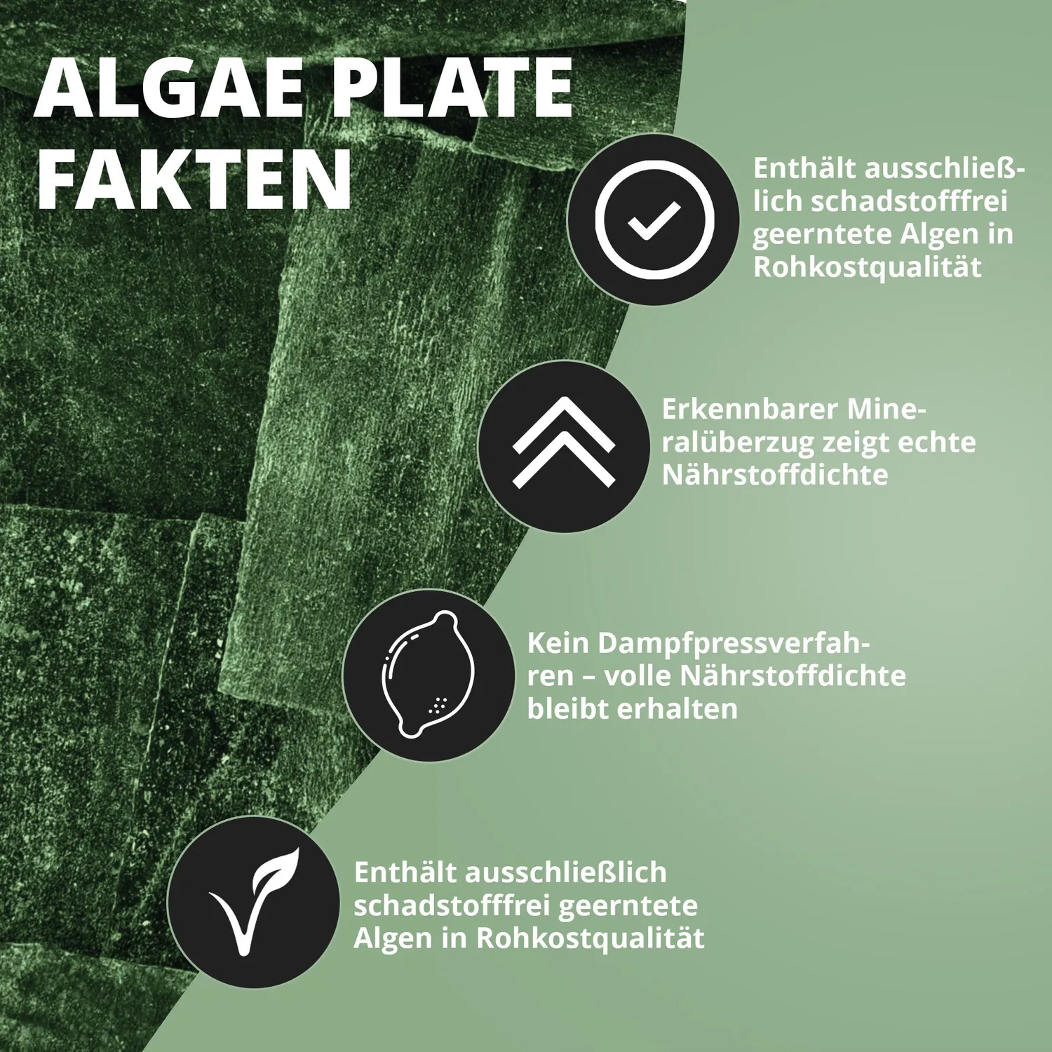 NatureHolic AlgaePlate Algenplatten Aufwuchsfutter 5 Stk