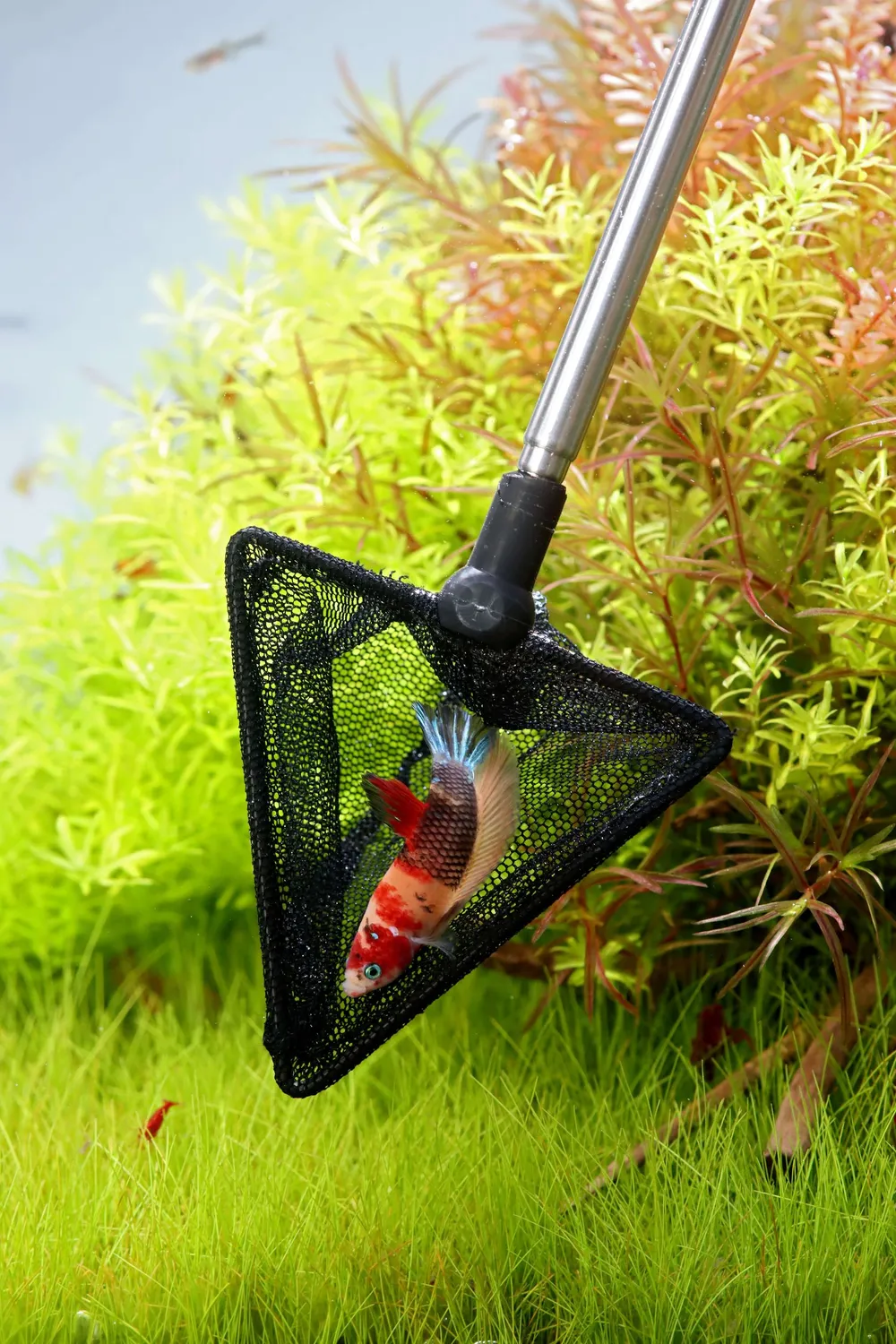 NatureHolic Kescher Teleskop schwarz dreieckig 7x8 cm Aquarium