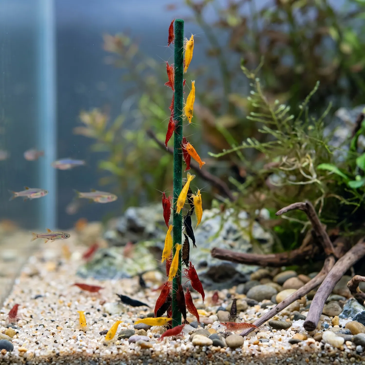 NatureHolic Popeye Spinat Garnelen Lollies 5 Stück Sticks