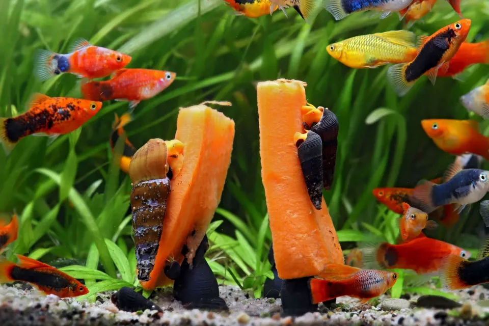 NatureHolic Unicorn Feeder Futternadel Saugnapf 6cm