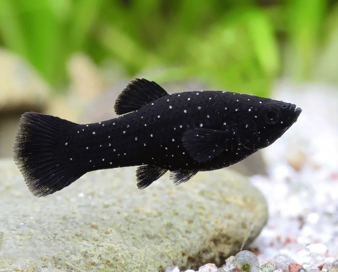 NatureHolic Anti Weißpünktchen Set Fischfuttergranulat 3-teilig
