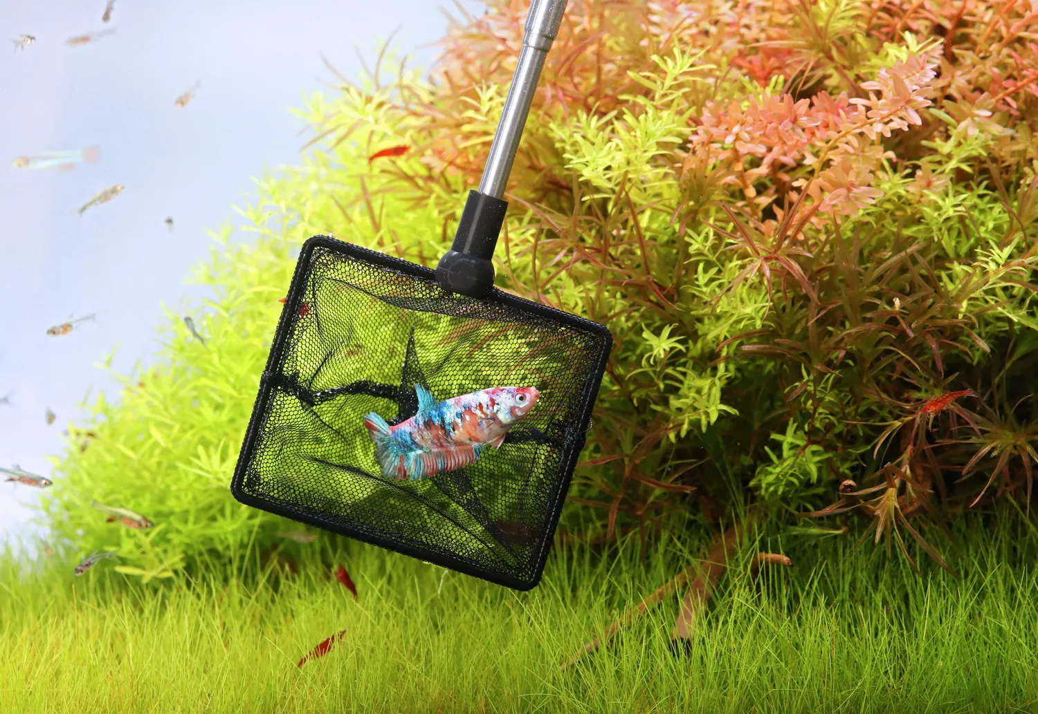 NatureHolic Kescher Teleskop schwarz dreieckig 7x8 cm Aquarium