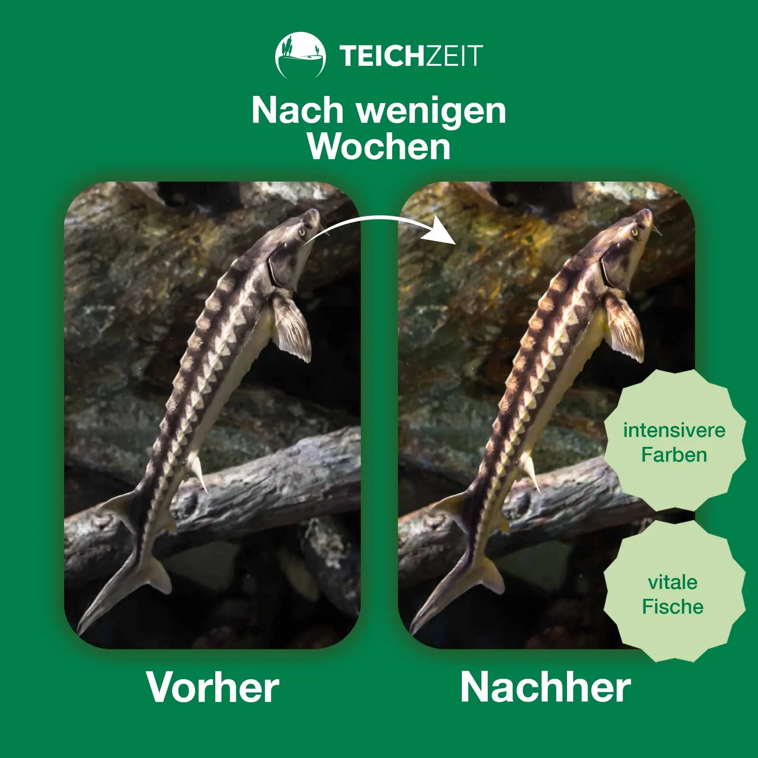 Teichzeit Biotop Futter Sink Teichfutter 1000 ml