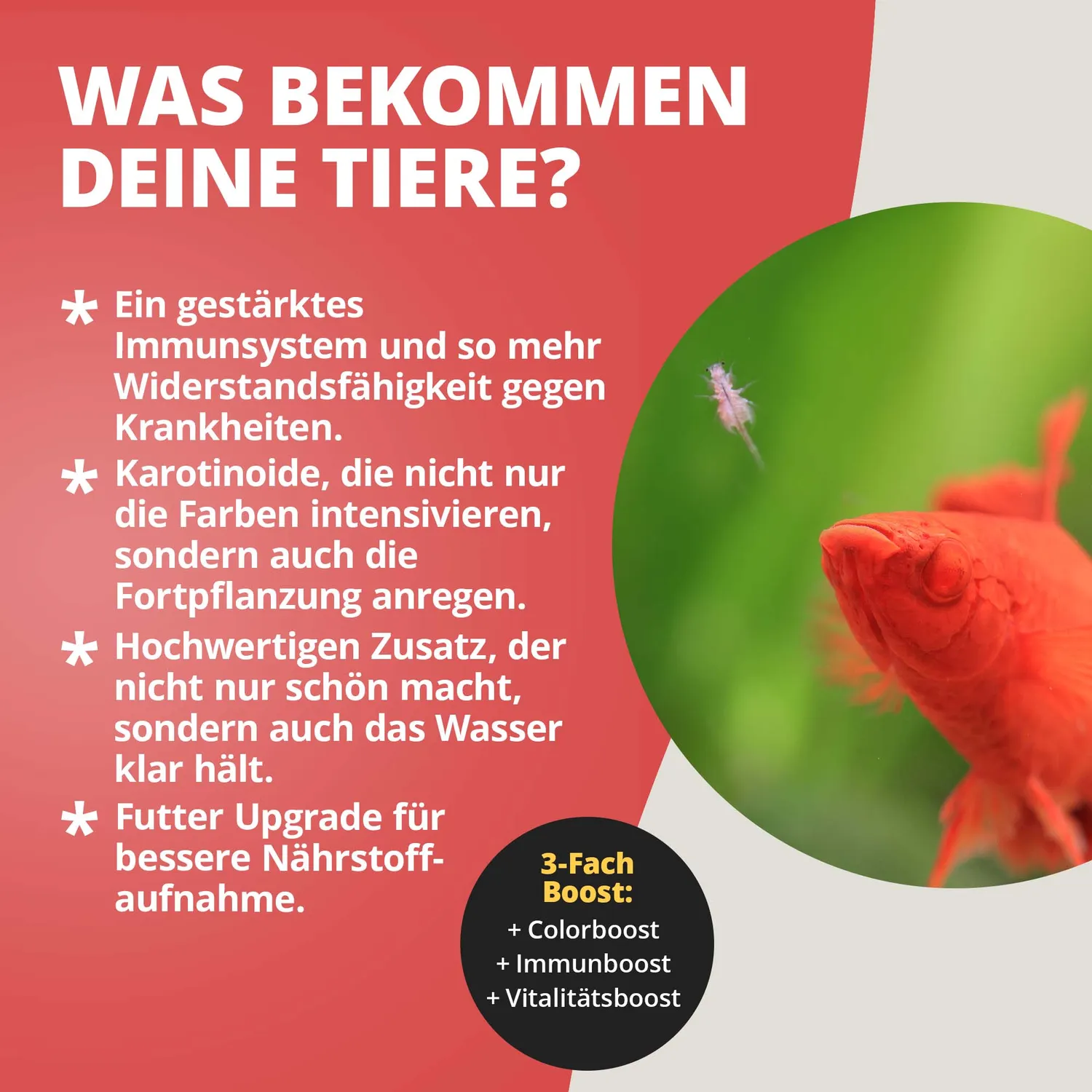 NatureHolic Color Drops Fischfutter-Zusatz 30 ml Carotin
