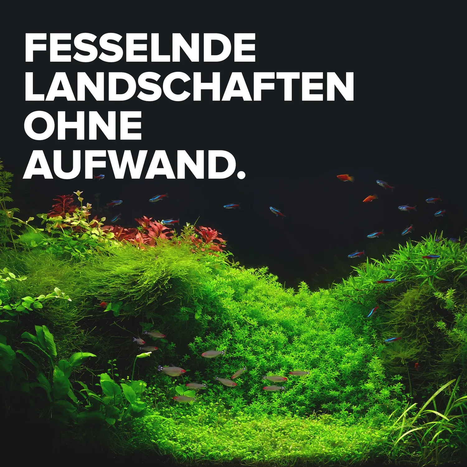 NatureHolic NutriCaps Bodengrunddünger Wurzelzehrer