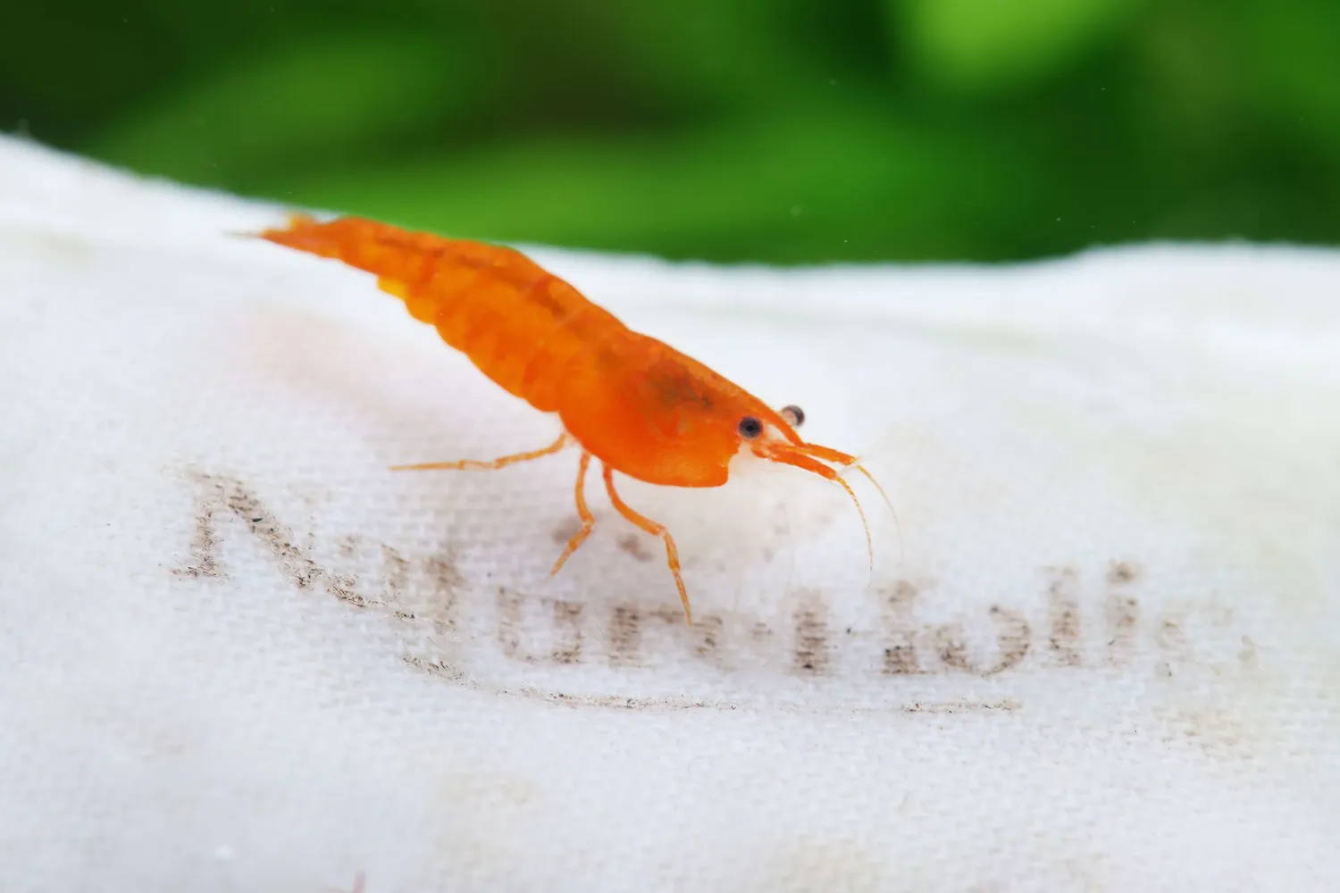 NatureHolic MicroFarm Shrimp Aufzuchtfutter Weide Langzeit