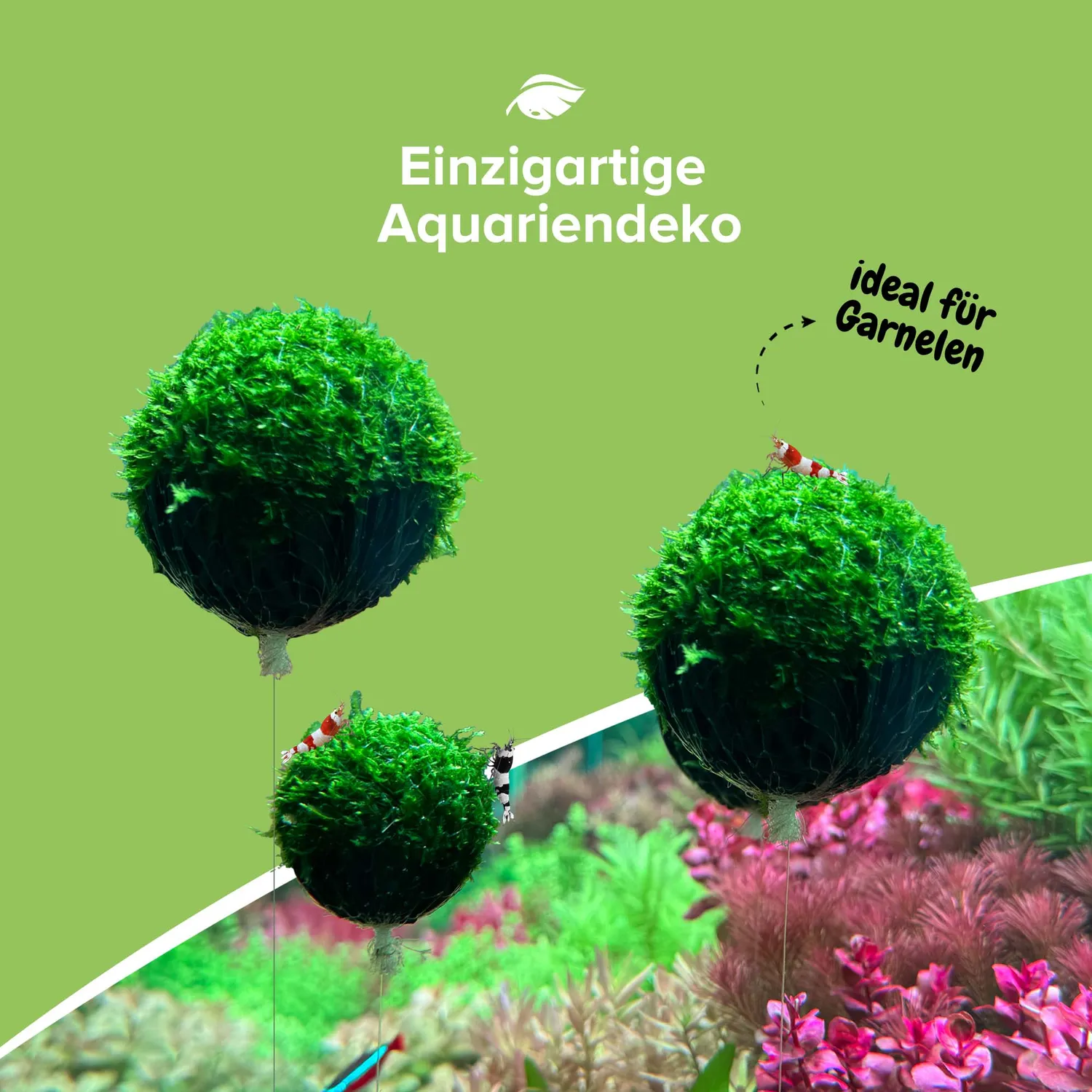 NatureHolic Floating Spheres Moosbälle 3 Stück schwebend