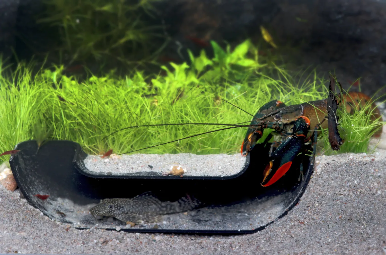 NatureHolic Unterwasser Tunnel Bogen schmal Aquarium Versteck weiß